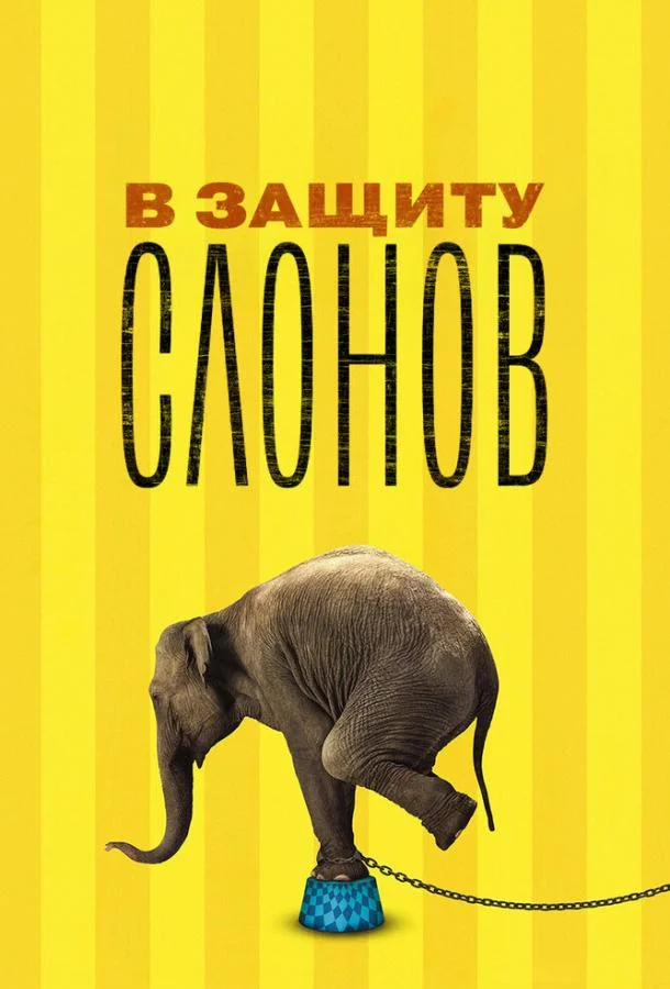 В защиту слонов (2013)